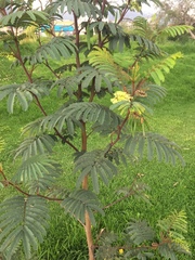 Paraserianthes