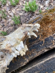 Canis familiaris