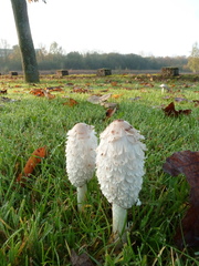 Coprinus comatus