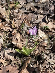 Erythronium hendersonii