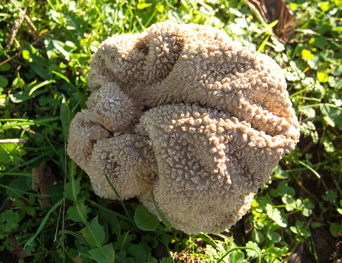 Mosaic puffball