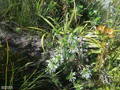 Erica thomae thomae
