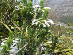 Erica thomae thomae