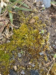 Bryum dichotomum