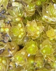 Bryum dichotomum