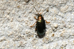 Crepidodera plutus