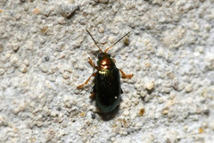 Crepidodera plutus