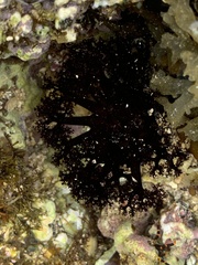 Holothuria cinerascens image