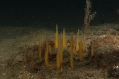 Ciocalypta penicillus