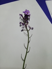 Erysimum lagascae