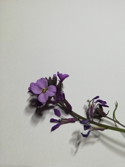 Erysimum lagascae
