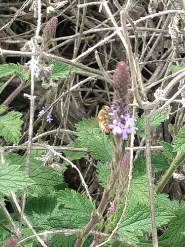 iNaturalist observation photo of Western Honey Bee