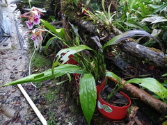 Phaius
