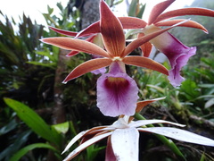 Phaius