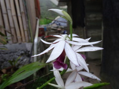 Phaius