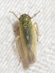 Macrosteles quadrilineatus