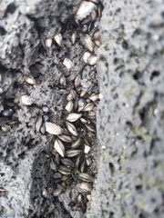 Isognomon californicus