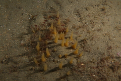 Ciocalypta penicillus