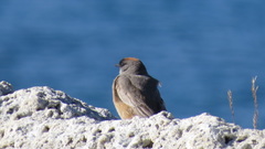 Muscisaxicola capistratus