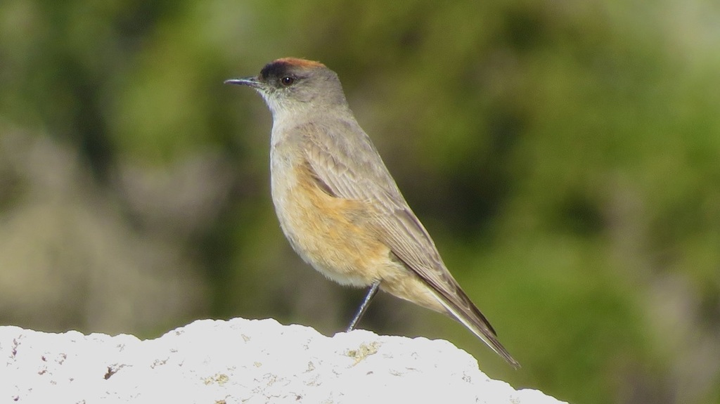 Cinnamon-bellied Ground-Tyrant photo
