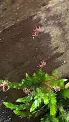 Eupodina