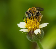 Melissodes martinicensis