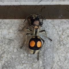 Hoplomutilla spinosa