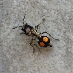 Hoplomutilla spinosa