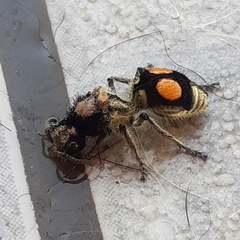 Hoplomutilla spinosa