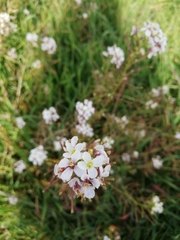 Diplotaxis erucoides