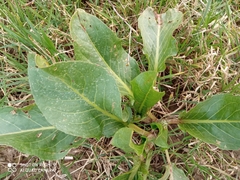 Rumex patientia