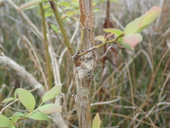 Vaccinium fuscatum image