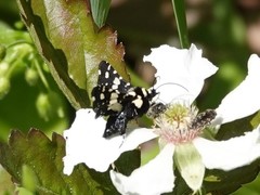 Pseudothyris sepulchralis