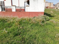 Diplotaxis erucoides