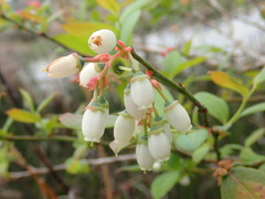 Vaccinium fuscatum image