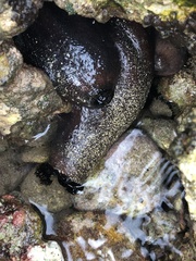 Holothuria cinerascens
