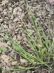 Nassella leucotricha