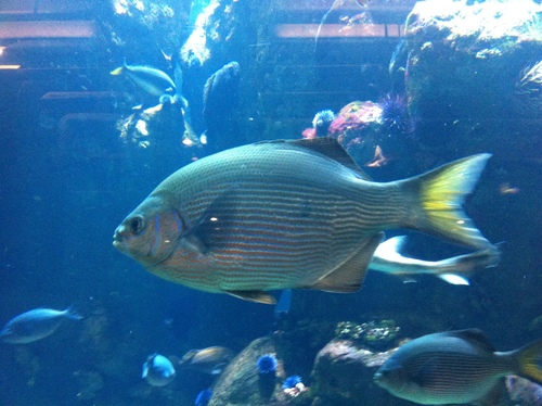 Embiotocidae
