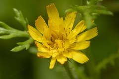 Hypochaeris achyrophorus