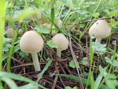 Psathyrella artemisiae