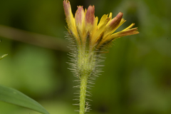 Hypochaeris achyrophorus