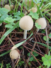 Psathyrella artemisiae