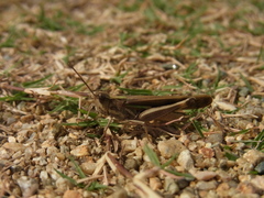 Aiolopus thalassinus tamulus