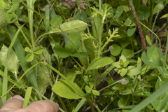 Hypochaeris achyrophorus