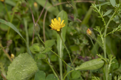 Hypochaeris achyrophorus