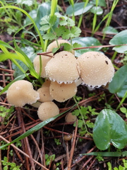 Psathyrella artemisiae