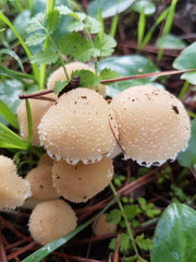 Psathyrella artemisiae