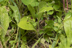 Hypochaeris achyrophorus