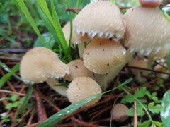 Psathyrella artemisiae