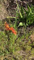 Chasmanthe aethiopica